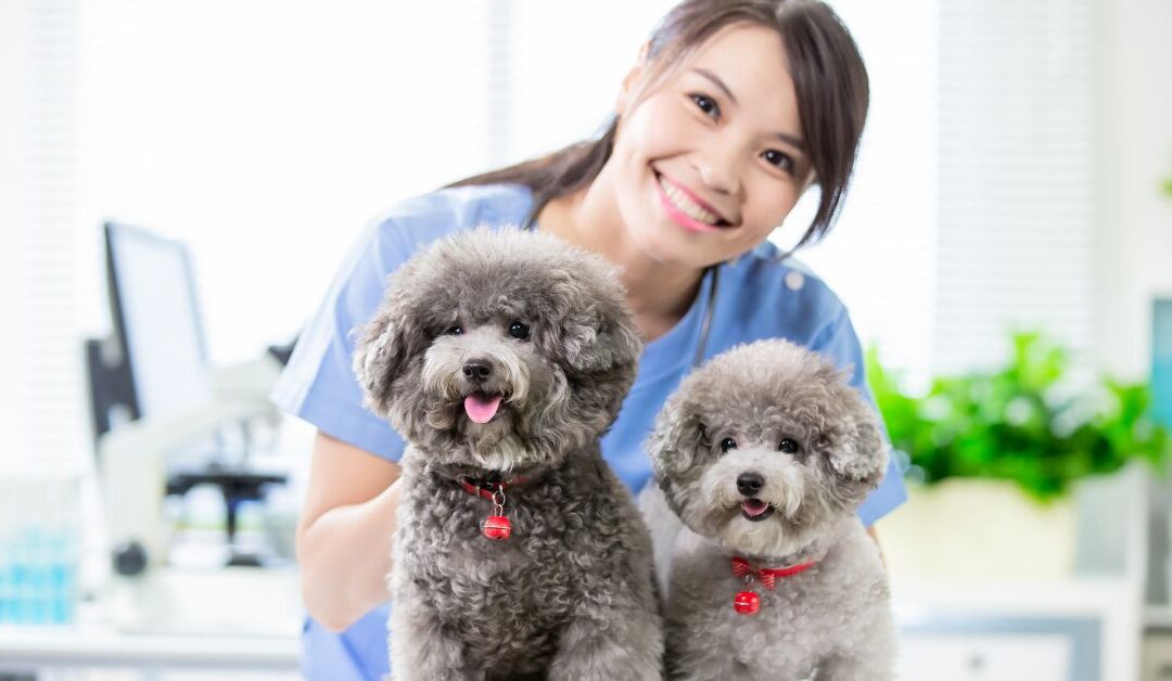 Pet Wellness Insights: How Modern Practices Benefit Your Furry Companion