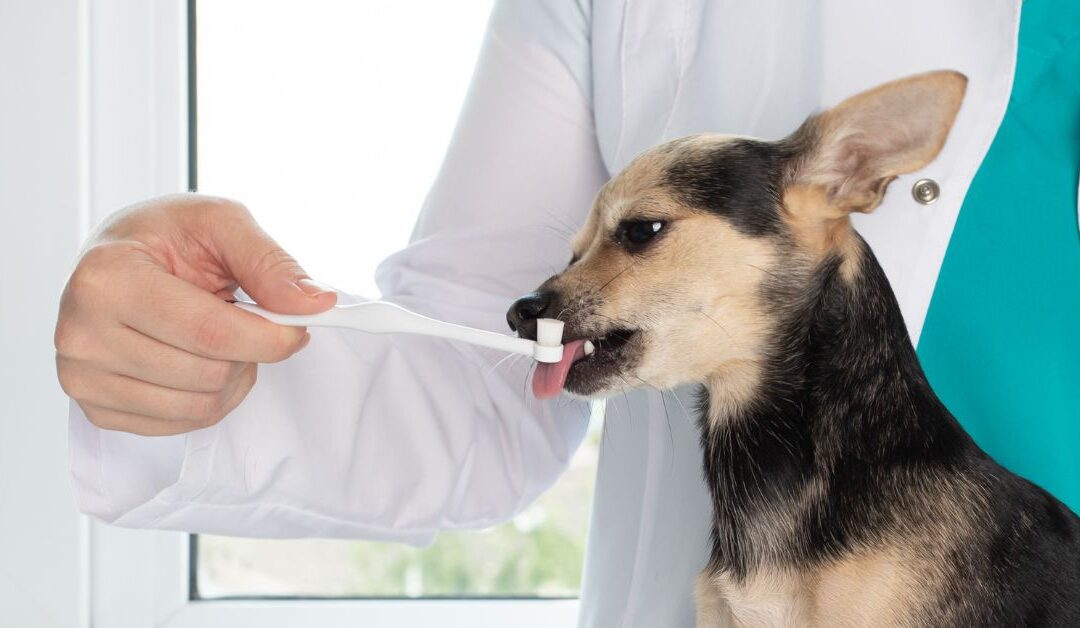 How to Keep Your Home Clean with Pets: A Complete Hygiene and Odor-Control System