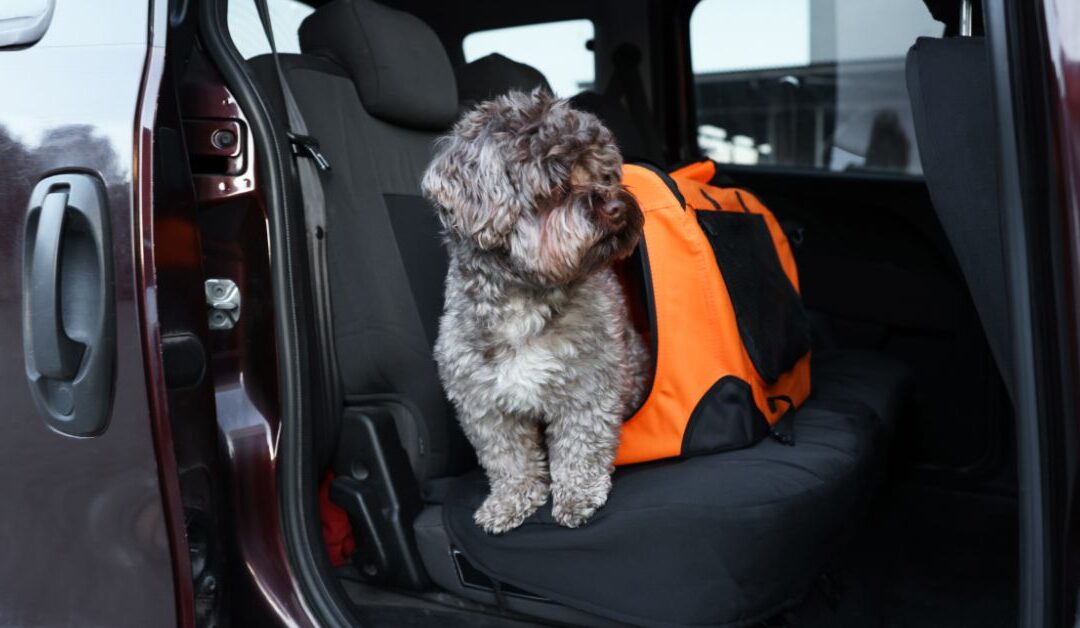 How to Travel Safely with Your Pet: Everything You Need to Know Before Your Next Trip