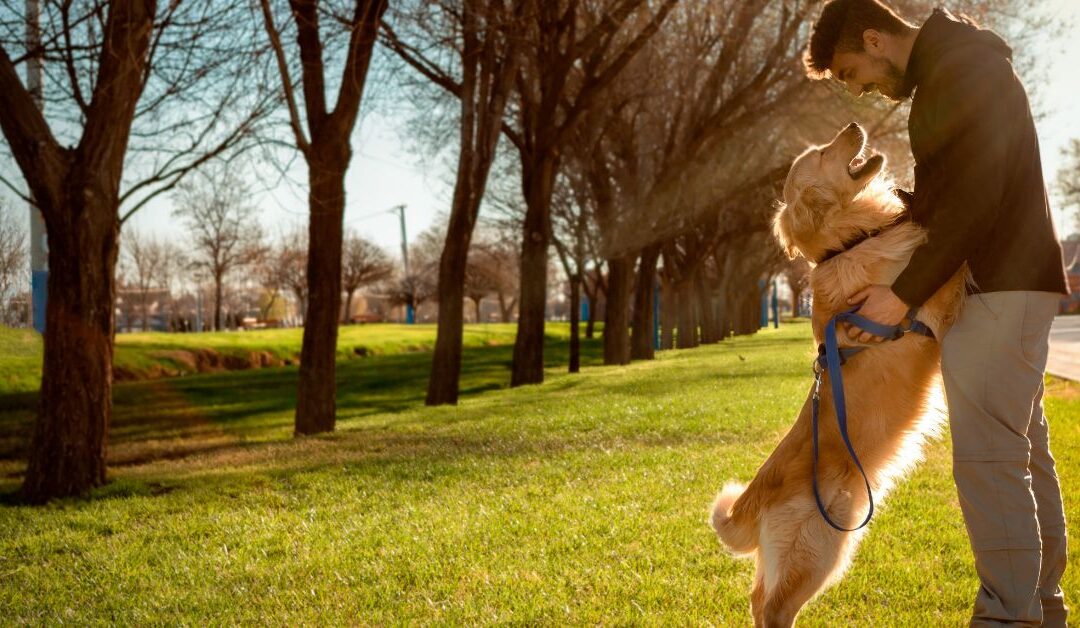 Building the Perfect Lifestyle for Your Pet: From Playtime to Outdoor Adventures