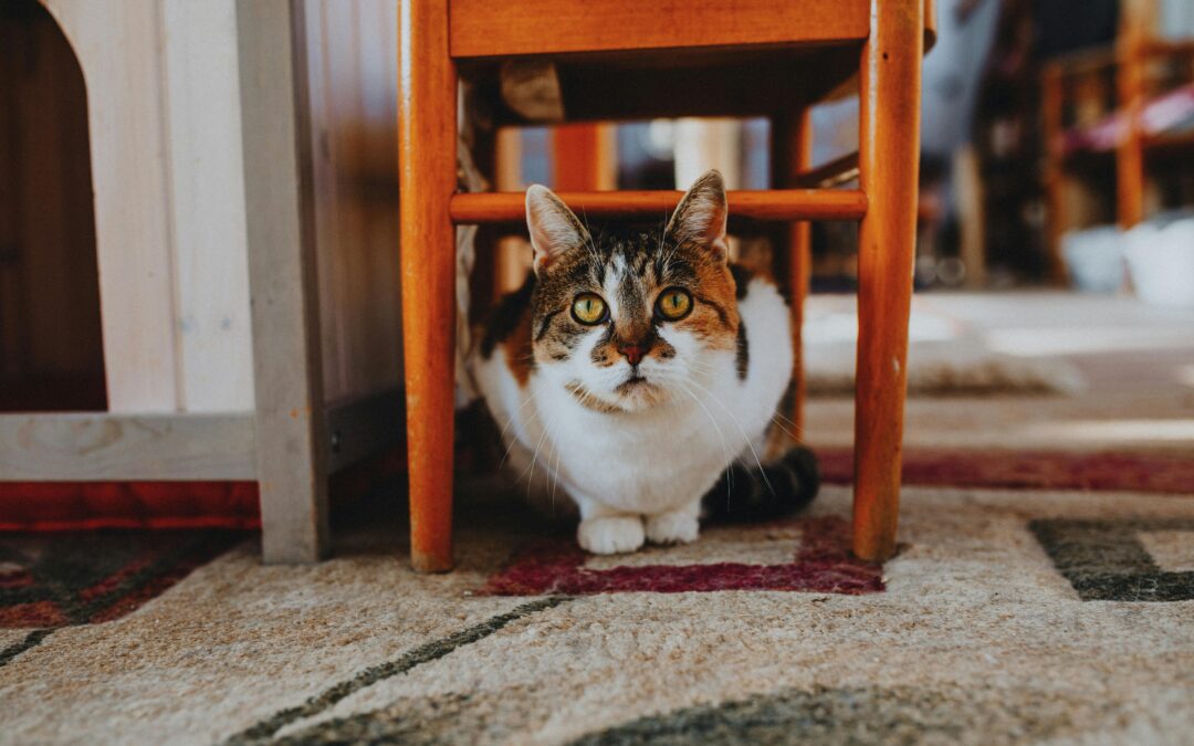 🐾 Creating a Pet-Friendly Home: Comfort, Safety, and Style